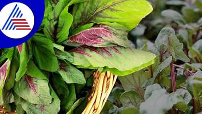 ಹರಿವೆ ಸೊಪ್ಪಿನಿಂದ ಆರೋಗ್ಯಕ್ಕೆ ನೂರಾರು ಉಪಯೋಗ, ಹೇಗೆ ಬಳಸಬಹುದು?