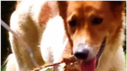 ഉടമ അറിയുന്നുണ്ടോ ഒരാളിവിടെ കാത്തിരിപ്പുണ്ടെന്ന്? ക്ലാസ്മുറികളിൽ കൂട്ടുകാരനെ തേടി നായ; കണ്ണീർക്കാഴ്ച