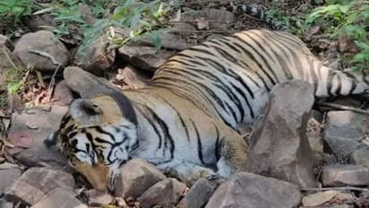 Karnataka records 11 tiger deaths in six months, third highest in India