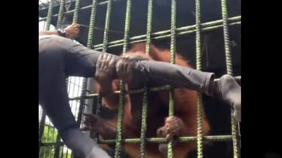 ಬಿಡದಂತೆ ಹಿಡಿವೆ ಈ ಕಾಲನ್ನು: ಮುದ್ದಾಡಲು ಬಂದ ಯುವಕನಿಗೆ ಚಿಂಪಾಂಜಿ ಏನ್‌ ಮಾಡ್ತು ನೋಡಿ