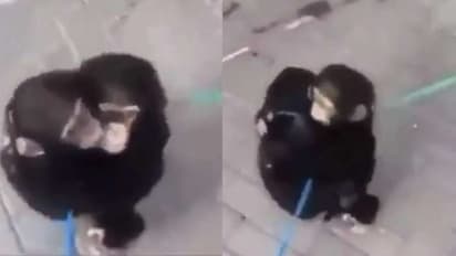 ಬೇರ್ಪಟ್ಟ ಚಿಂಪಾಜಿ ಸಹೋದರರು ಒಂದಾದ ಕ್ಷಣ: ಮುದ್ದಾದ ವಿಡಿಯೋ 