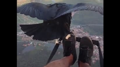 একটি কালো শকুনের স্বপ্নের উড়ান, পায়ের ওপর বসেই উড়ে চলল- দেখুন হাড়হিম করা ভিডিওটি