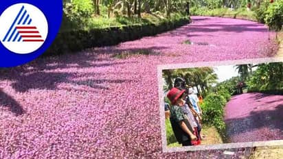 ದೇವರ ನಾಡಲ್ಲಿ ಕಣ್ಮನ ಸೆಳೆಯುತ್ತಿದೆ ಪಿಂಕ್ ನದಿ, ನಿಸರ್ಗ ರಮಣೀಯತೆಗೆ ಉದ್ಯಮಿ ಆನಂದ್ ಮಹೀಂದ್ರಾ ಫಿದಾ