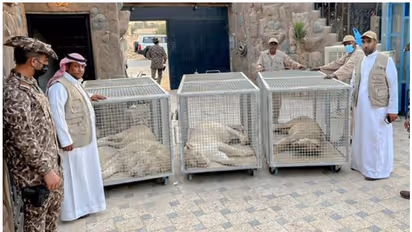 സ്വകാര്യ റിസോര്ട്ടില് മൂന്ന് സിംഹങ്ങള്; സൗദി പൗരന് അറസ്റ്റില്