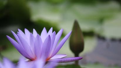 Astro Tips: ನಿಮ್ಮ ಅದೃಷ್ಟ ಬದಲಿಸಬಲ್ಲದು ಒಂದೇ ಒಂದು ಕಮಲ