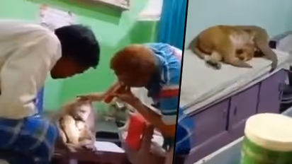 Monkey takes its baby to doctor’s clinic; watch the adorable video