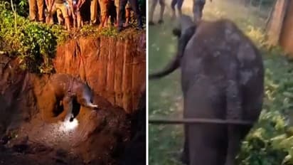 Watch: Forest dept rescues baby elephant from ditch; operation carried for 4 hours