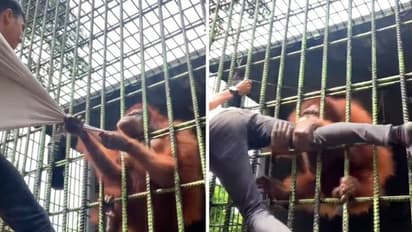 Watch: Angry orangutan pulls up man's shirt from its cage in Indonesia