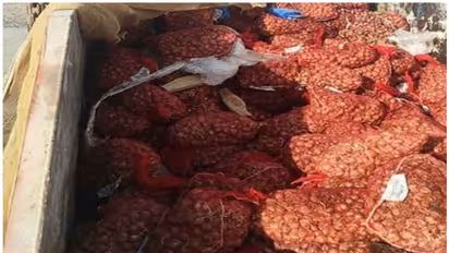 ലൈസന്‍സില്ലാതെ പ്രവര്‍ത്തിച്ച സ്റ്റാേര്‍ ഹൗസില്‍ കണ്ടെത്തിയത് 1,400 കിലോ പഴകിയ ഉള്ളി