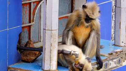 ये प्यास है बड़ी: एक तस्वीर लाख शब्दों के बराबर होती है, 10 फोटोज के जरिये देखिए कुछ खास न्यूज