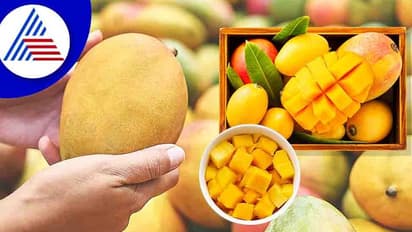 கர்ப்பத்தின் முதல் மூன்று மாதங்களில் மாம்பழம் சாப்பிடலாமா? அது உங்களுக்கும் உங்கள் குழந்தைக்கும் பாதுகாப்பானதா