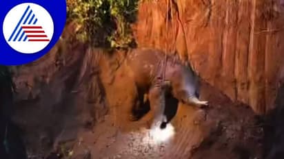 ಹೊಂಡಕ್ಕೆ ಬಿದ್ದ ಮರಿ ಗಜೇಂದ್ರ: ಮೇಲೆತ್ತಿದ ಅರಣ್ಯ ಇಲಾಖೆ: ವಿಡಿಯೋ ವೈರಲ್