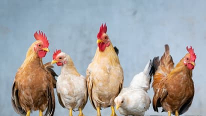 Liver: கோழி ஈரல் சாப்பிடுவதால் கிடைக்கும் ஊட்டச்சத்து நன்மைகள்...இது தெரிந்தால் இனி மிஸ் பண்ணவே மாட்டீர்கள்