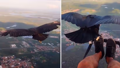 Watch: Man paraglides with a black vulture