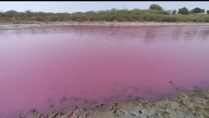 Lake water turns pink: ఏకంగా ఒక సరస్సు నీరంతా గులాబీ రంగులోకి మారింది.. ఏందుకు?