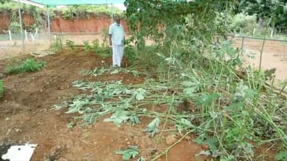 സിപിഎം നടപടിയെടുത്തയാളുടെ കൃഷിയിടത്തിലെ  തെങ്ങിൻ തൈകളും പച്ചക്കറികളും വെട്ടി നശിപ്പിച്ചു