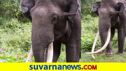 ಕಬಿನಿಯ ಆಕರ್ಷಣೆ ಶಕ್ತಿಮಾನ್ 'ಭೋಗೇಶ್ವರ' ಇನ್ನಿಲ್ಲ