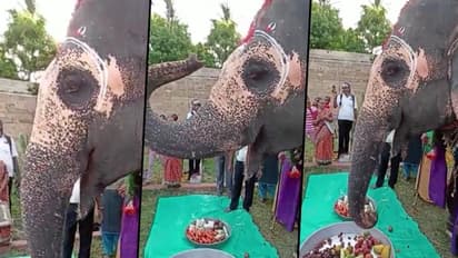 Tamil Nadu elephant celebrates birthday; Anand Mahindra shares an adorable video