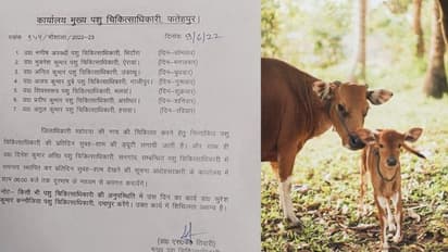 It's Viral: 7 veterinary doctors deputed for Fatehpur DM's cow