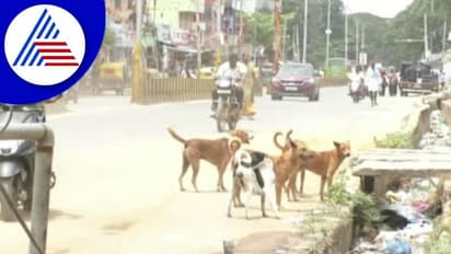 ಬೀದಿನಾಯಿಗಳ ದಾಳಿಗೆ ಪೌರ ಸಂಸ್ಥೆಗಳೇ ಹೊಣೆ: ಹೈಕೋರ್ಟ್