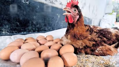 ഇതൊക്കെയെന്ത്! ആറ് മണിക്കൂറിനുള്ളില് 24 മുട്ടയിട്ട് ചിന്നു കോഴി