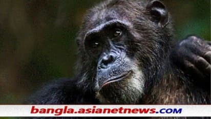 আলিপুর চিড়িয়াখানায় খাঁচা থেকে বেরিয়ে এল শিম্পাঞ্জি, দৌড়ে বন্ধ করা হল মেইন গেট