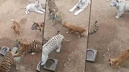 Dog walks courageously between tigers; viral video shocks netizens
