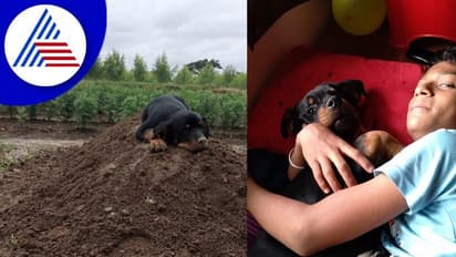 Davanagere: ಅಗಲಿದ ಪ್ರೀತಿಯ ಮಾಲೀಕನ ಸಮಾಧಿ ಮೇಲೆ ಮಲಗುವ 'ಡಯನಾ' ಶ್ವಾನ