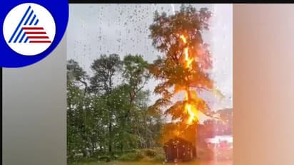 ಮರಕ್ಕೆ ಬಡಿದ ಸಿಡಿಲು: ರೋಚಕ ವಿಡಿಯೋ ವೈರಲ್