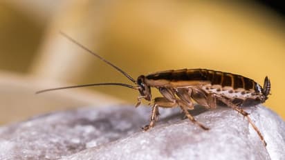 നൂറ്  പാറ്റകളെ ഒരു മാസം വീട്ടില്‍ പാര്‍പ്പിച്ചാല്‍  ഒന്നരലക്ഷം രൂപ, അപേക്ഷകര്‍ പെരുകുന്നു! 