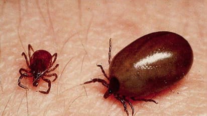 ಉತ್ತರ ಭಾರತದಲ್ಲಿ ಭೀಕರ ಉಣುಗು ಕಾಟ, ಒಟ್ಟು 14 ಮಂದಿ ಸಾವು, 700 ಕ್ಕೂ ಹೆಚ್ಚು ಪ್ರಕರಣ ಬೆಳಕಿಗೆ!