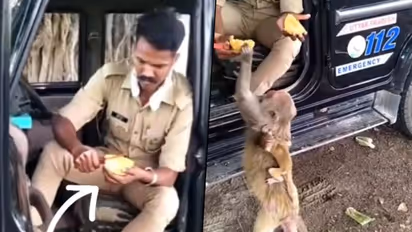 UP policeman offers mango to monkey; the kind act won netizens' hearts
