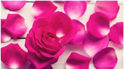 பணப் பிரச்சனைகளை நீக்கும் 'ரோஜா' செடி.. தினம் வீட்டில் இப்படி பண்ணுங்க!!!