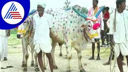 Yadgir; ಕಾರ ಹುಣ್ಣಿಮೆ ಸಡಗರವೋ ಸಡಗರ!