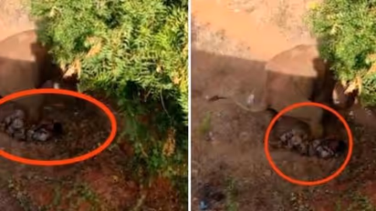 காட்டு யானை ஊருக்குள் புகுந்து அட்டகாசம்..! வனக்காவலரை யானை தாக்கும் வீடியோ காட்சி வெளியாகி பரபரப்பு