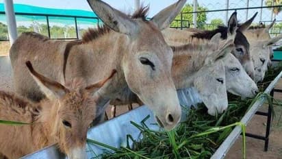 കഴുതഫാം തുടങ്ങിയതിന് നാട്ടുകാർ മൊത്തം പരിഹസിച്ചു, ഇന്ന് സമ്പാദിക്കുന്നത് ലക്ഷങ്ങൾ