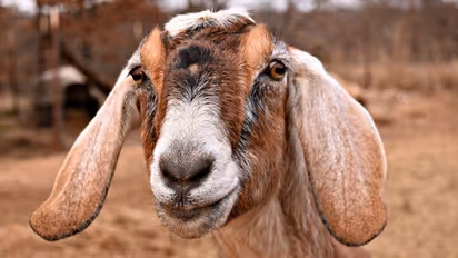 ಇಷ್ಟಾರ್ಥ ನೇರವೇರಿದ ಬೆನ್ನಲ್ಲೇ ಮೇಕೆ ಬಲಿಕೊಟ್ಟ, ಅದೇ ಮೇಕೆ ಕಣ್ಣಿಂದಲೇ ಬಲಿಯಾದ!