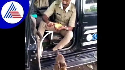 ಕೋತಿಗೆ ಮಾವಿನ ಹಣ್ಣು ತಿನ್ನಿಸಿದ ಪೊಲೀಸಪ್ಪ: ವಿಡಿಯೋ ವೈರಲ್