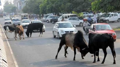 சாலையில் மாடுகள் சுற்றித்திருந்தால் அபராதம்... உரிமையாளர்களுக்கு சென்னை மாநகராட்சி எச்சரிக்கை!!