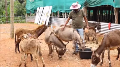 കഴുത ഫാം തുടങ്ങാൻ ഐടി ജോലി ഉപേക്ഷിച്ച് യുവാവ്, പാൽ ഉത്പാദനം ലക്ഷ്യം...
