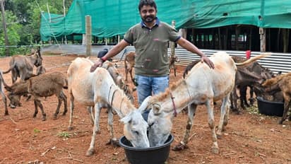 donkey milk: donkey: ஐடி வேலை கிடக்கட்டும்! கழுதைப் பண்ணை மூலம் லட்சக்கணக்கில் சம்பாதிக்கும் இளைஞர்