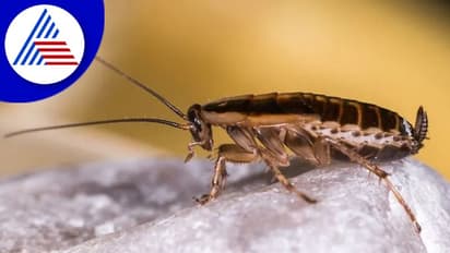 ఆహారంలో బొద్దింకలు.. పాకిస్తాన్‌లో పార్లమెంట్ క్యాంటీన్‌కు సీల్