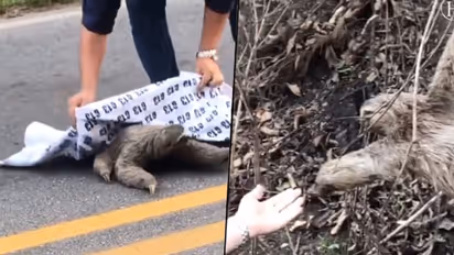 Sloth bear gives a high-five to human; watch the adorable video