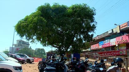  സുഗതകുമാരി ടീച്ചറുടെ ഓര്‍മ്മകളില്‍, 'പയസ്വിനി' കായ്ക്കാനായി ഇനി അവര്‍ കാത്തിരിക്കും