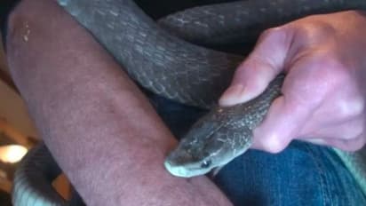 युवक को 200 बार काट चुके हैं सांप, फिर भी नहीं मरा, बताया कैसा लगा जब काटता है यह जहरीला जीव 