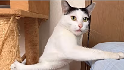 शेर की मौसी बिल्ली कोई मामूली जानवर नहीं, टैलेंट जानकर रह जाएंगे दंग, सांप की वजह से खीरे को मानती है दुश्मन