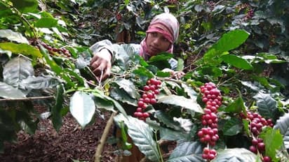 ಚಿಕ್ಕಮಗಳೂರು: ಕಾಫಿ ಬೆಳೆಗಾರರಿಗೆ ಕಂಟಕವಾದ ಅಸ್ಸಾಂ ಕಾರ್ಮಿಕರು..!