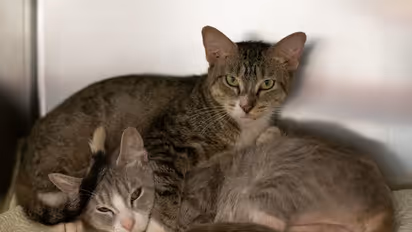 ಪದೆ ಪದೇ ಮನೆಗೆ ಬೆಕ್ಕು ಬರ್ತಿದ್ದರೆ ಮಾಲೀಕನಿಗೆ ಒಳ್ಳೇದಲ್ಲ!