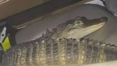 ട്രാഫിക് നിയമം തെറ്റിച്ചു, വാഹനത്തിന് പിന്നാലെ പാഞ്ഞ് പൊലീസ്, ചീങ്കണ്ണി അറസ്റ്റിൽ