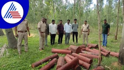 Hosakote ಪೊಲೀಸರ ಭರ್ಜರಿ ಕಾರ್ಯಾಚರಣೆ: ಕೋಟ್ಯಾಂತರ ರೂ. ಮೌಲ್ಯದ ರಕ್ತ ಚಂದನ ವಶ